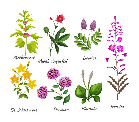 Medicals wildflower set. Botanical blossom herbs and flower for natural treatment. Motherwort, marsh cinquefoil, licorice, st John's wort, oregano, plantain, Ivan tea. Nature botany plants flat vectorのイラスト素材