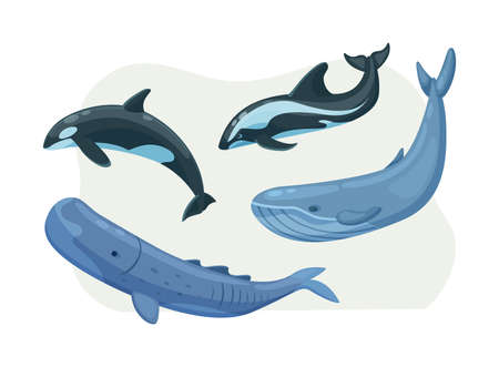 Arctic nautical mammals floating set. Polar habitat sea animals dolphin and whale with tail and fins. Arctica fauna wild animals. Freeze wildlife underwater swimming characters cartoon vectorのイラスト素材