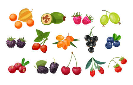 Forest berry and fruit plant. Juicy fresh berries barberry, lingonberry, blueberry, cherry, blackberry, strawberry, cranberry, currant, gooseberry, raspberry, physalis, feijoa, rosehip, goji vectorのイラスト素材