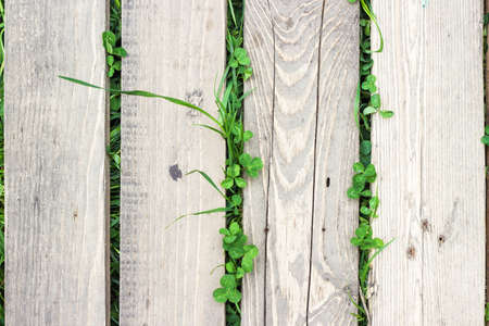 Grass and clover plant are growing through the grey wooden planksの写真素材
