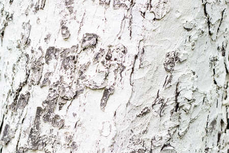 Whitewashed trunk texture background patternの写真素材