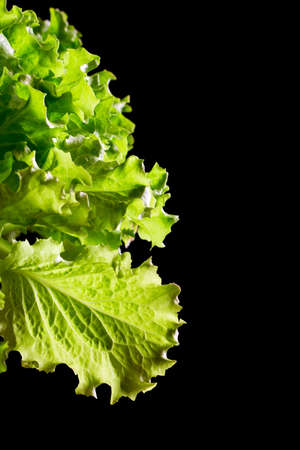 Fresh green lettuce salad fragment on black backgroundの写真素材