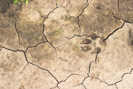 Chapped ground with dog track and few blades of grass. Global warming concept. Texture backgroundの写真素材