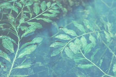 Natural background with leaves in the water, green and blue filter used