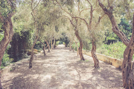 Landscape with an alley in the ancient forest on Malta. Warm retro filter usedの写真素材