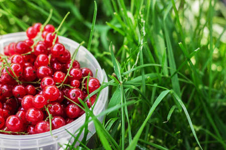 Red currant berries just gathered in plastic can on green grassの写真素材