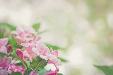 Weigela pink flowers blossom in springtime. Space for text. Selective focus with shallow depth of fieldの写真素材
