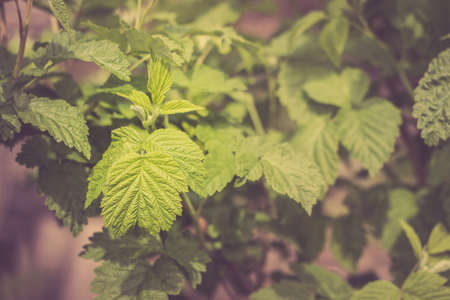 Young raspberry leaves in nature background, selective focus