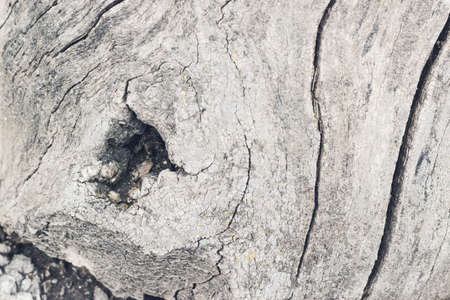 Natural old wood texture backgroundの写真素材