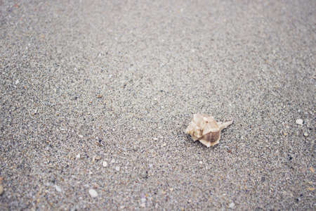 Single seashell lying on sand and pebble beach by the seaの写真素材