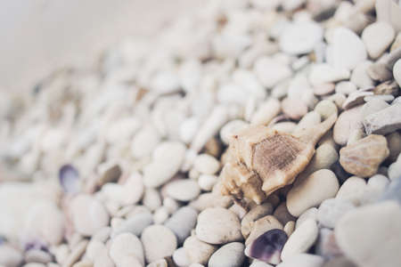 Little seashell lying on the pebble beach of the Adriatic Sea. Stack of rocks with water on the background. Selective focusの写真素材