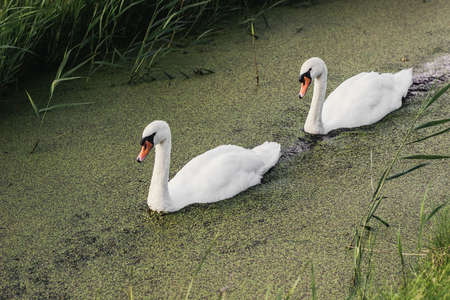 Couple of white swans swimming in canal, the Netherlandsの写真素材