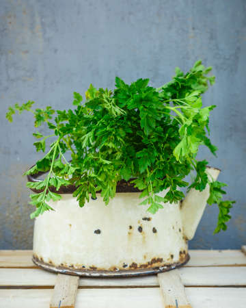 Bunch of parsley in old vintage kettle over blue backgroundの写真素材