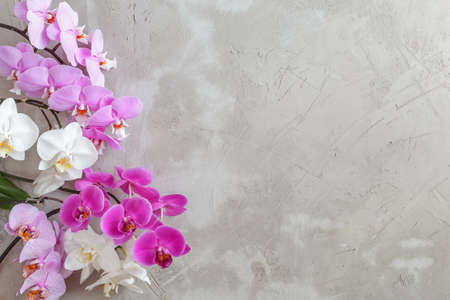 Textured grey background with variety of phalaenopsis flowers from one side. Space for your textの写真素材