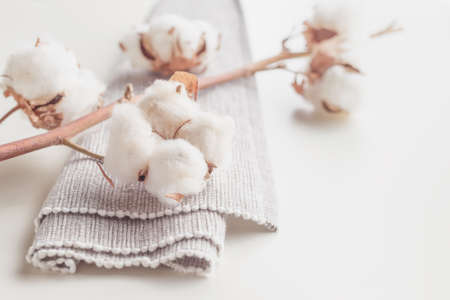 Cotton plant flower branch with grey fabric on white background