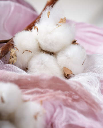 Cotton plant flower branch with purple and pink fabricの写真素材