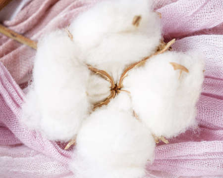Cotton plant flower branch with purple and pink fabricの写真素材