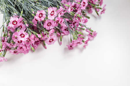 Pink wild carnation flowers on white table with copy spaceの写真素材