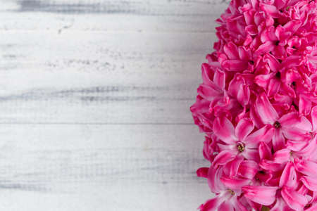 Whitewashed wooden background with pink hyacinth flower. Copy space for your textの写真素材