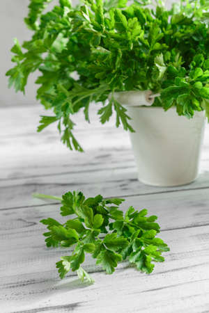 Bunch of organic parsley on white wooden backgroundの写真素材
