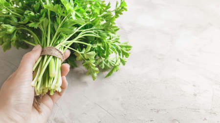 Woman hand holding a bunch of organic parsley on grey concrete stone backgroundの写真素材