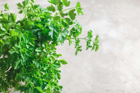 Bunch of organic parsley on grey concrete stone background