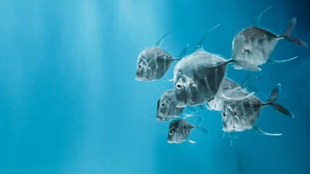 The lookdown fish swimming in the water. Selene vomer is a game fish of the family Carangidaeの写真素材