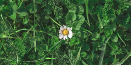 Tiny little white daisie in top view of meadow. Lonely Bellis perennis flower among green grass. Nature backgroundの写真素材