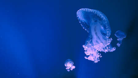 Australian Spotted jelly fish swimming in the aquarium. Phyllorhiza punctata, inoffensive jellyfish. Copy spaceの写真素材