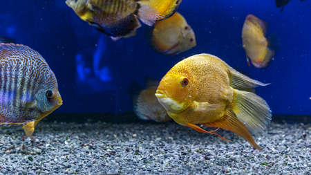 Colorful tropical Discus Fish swimming in the aquariumの写真素材