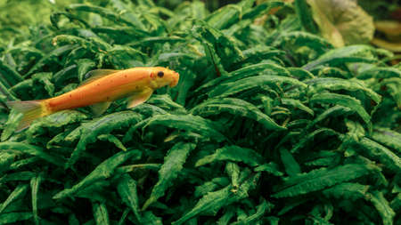 Gyrinocheilus aymonieri, a freshwater fish native to large parts of Southeast Asiaの写真素材
