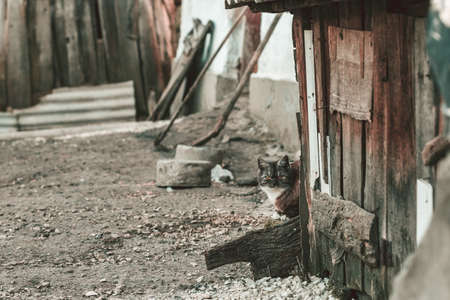 Old vintage abandoned farm background with a cat hiding behind the shed. Find the catの写真素材