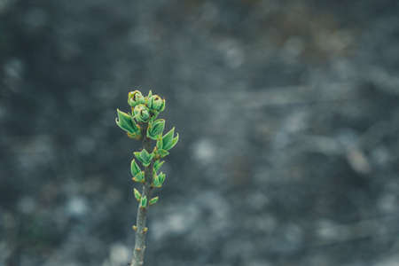 Macro background with young spring leaf on the brunchの写真素材
