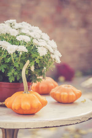 Fall season or Halloween table decoration on the table in the backyard or terrace. Small pumpkins and Chrysanthemums in the pot in autumn gardenの写真素材