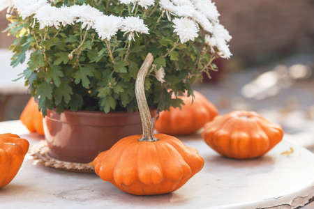Fall season or Halloween table decoration on the table in the backyard or terrace. Small pumpkins and Chrysanthemums in the pot in autumn gardenの写真素材