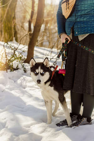 Woman holding her Siberian husky dog on a leash while walking in the forestの写真素材