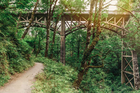 Magical forest path in summer going under the stone bridgeの写真素材