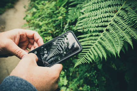 Man hands taking photo of green fern leaf in the forest, bracken plant mobile phone photographyの写真素材
