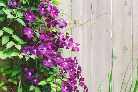 Violet Clematis Flowers in the Garden with copy space, wooden fence backgroundの写真素材