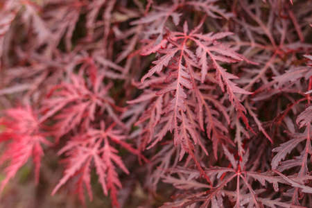 Natural backgroung of Orangeola, Japanese fire bush Acer palmatum maple tree
