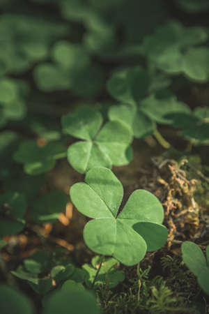 Vertical background with three-leaved shamrocks growing in the summer forest. St. Patricks Day concept. Shallow depth of field, focus on near leafの写真素材
