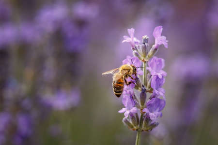 Bee pollinate a lavender flower closeup in the Summer purple lavender field. Blooming flower...