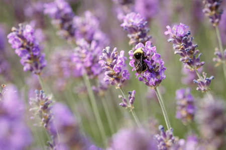 Lavender flower closeup in the Summer purple lavender field. Blooming flower background