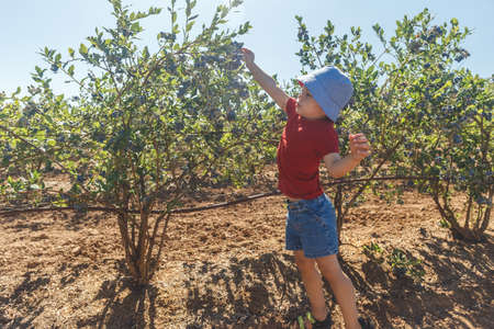Little boy picking fresh blueberries on a farmの写真素材