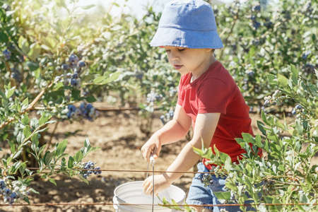 Little boy picking fresh blueberries on a farmの写真素材