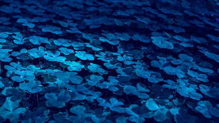 Three-leaved Shamrocks growing in the summer forest toned in Classic Blue - trendy Color of the Year...