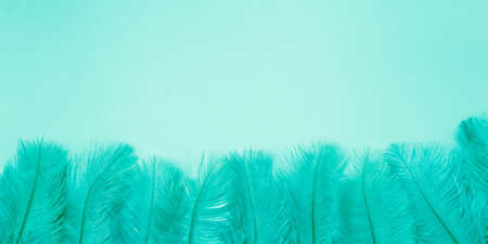 Group of tiny classic blue feathers border background. Copy space for textの写真素材