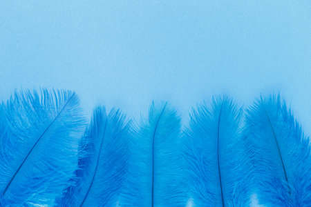 Group of tiny classic blue feathers border background. Copy space for textの写真素材