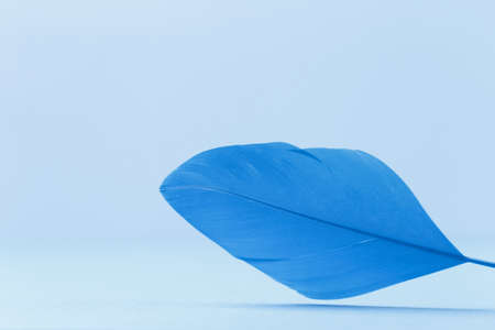 Abstract background with classic blue feather with copy spaceの写真素材