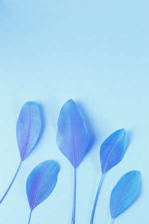 Group of tiny classic blue feathers on light pure background. Fragility and elegance. Copy space for textの写真素材
